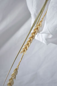 Close-up of hand holding white flower