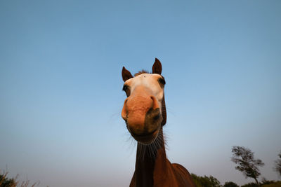 Low angle view of horse against clear blue sky