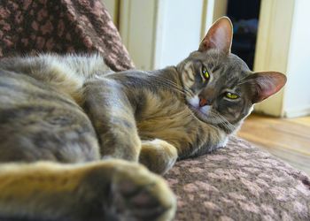 Close-up of cat relaxing at home