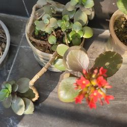 High angle view of potted plant