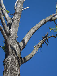 Low angle view of tree against blue sky