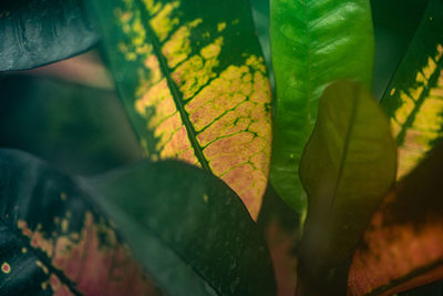 Close-up of green leaves