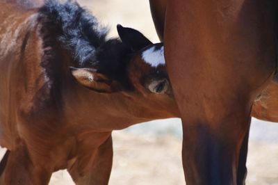 Close-up of horse