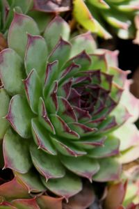 Close-up of cactus plant