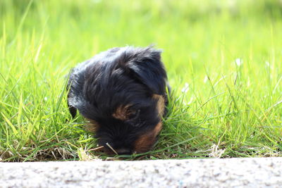 Portrait of puppy on field