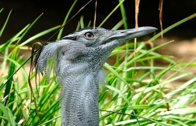 Close-up of a bird looking away