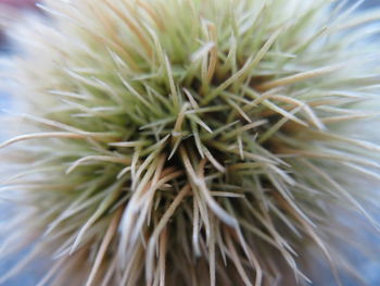Close-up of dandelion