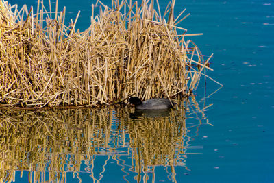 View of coot in lake near reeds