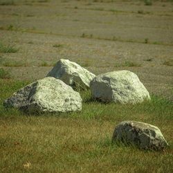 Grass in field