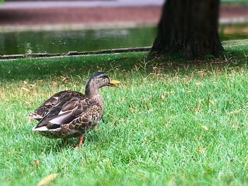 Duck on a field