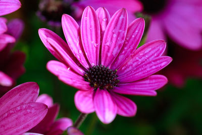 Close-up of pink flower