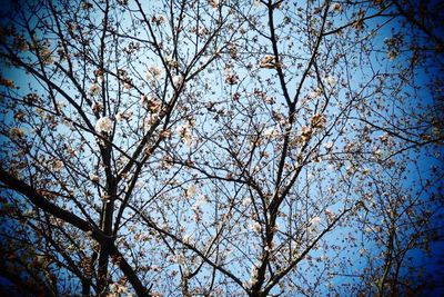 Low angle view of flower tree against clear sky