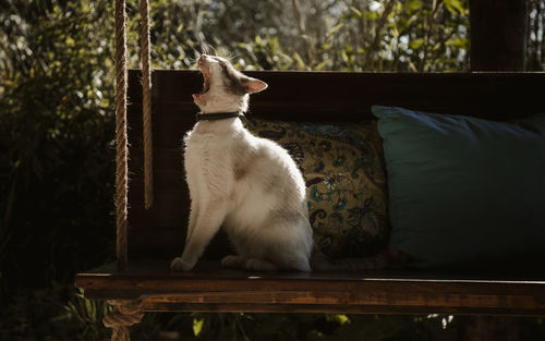 White cat yawning and sitting on a wood swing