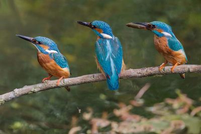 Close-up of kingfishers perching on branch