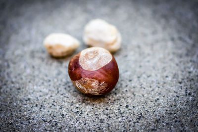 Close-up of nut on ground