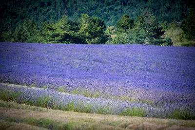 Scenic view of purple flower field