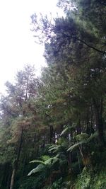 Low angle view of trees in forest