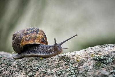 Close-up of snail on rock