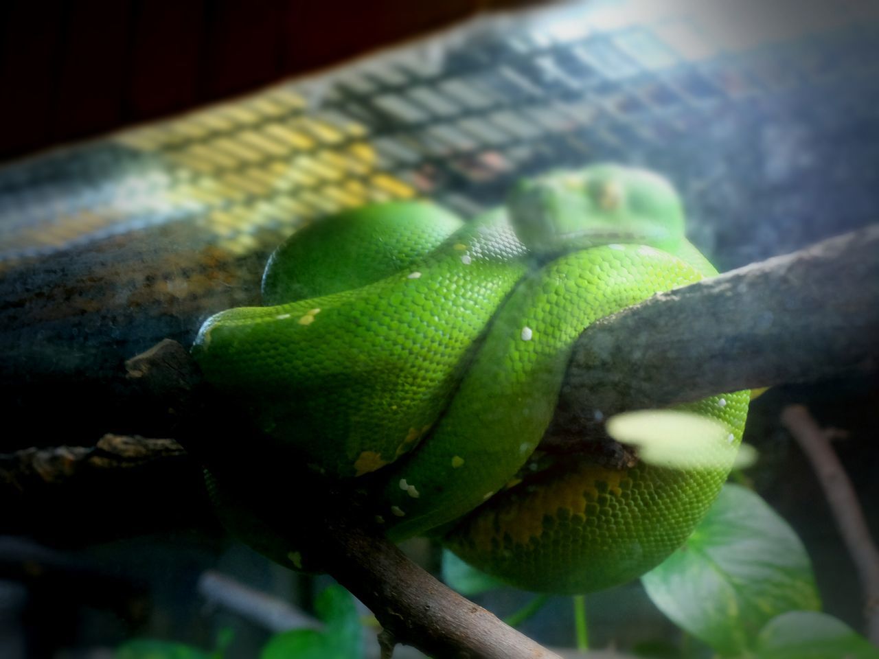 green color, close-up, focus on foreground, leaf, selective focus, green, growth, no people, indoors, nature, day, plant, fruit, sunlight, food and drink, one animal, healthy eating, food, freshness