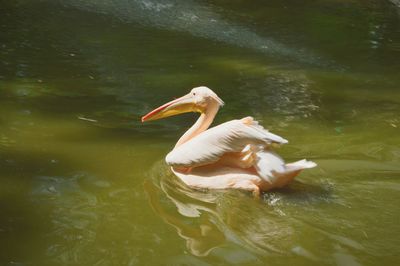 Swan swimming in lake