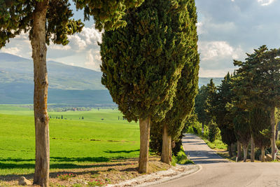 View of treelined country road