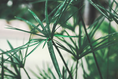 Close-up of green plant