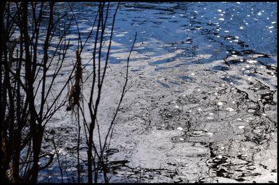 Bare trees in water