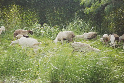 Sheep relaxing on grass