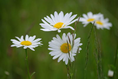 Close-up of white daisy flowers