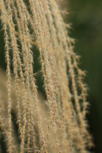 Close-up of succulent plant