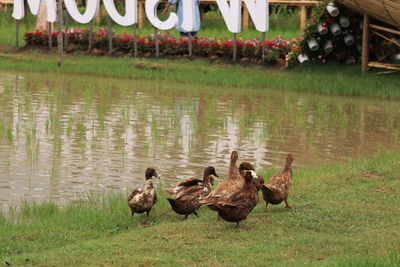 Ducks in a lake