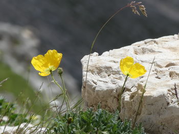 Close-up of yellow flowering plant