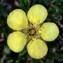 Close up of yellow flowers