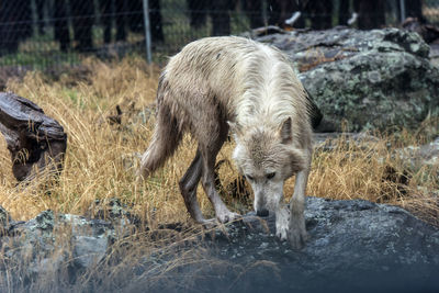 View of sheep drinking water on rock