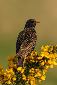 Close-up of bird perching on yellow flower