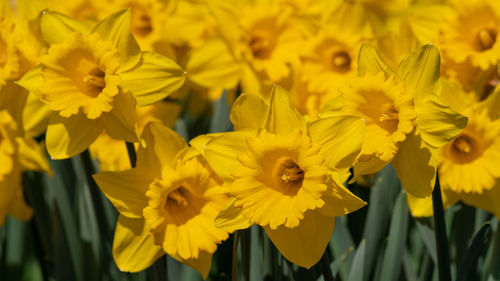 Close-up of yellow daffodil flowers