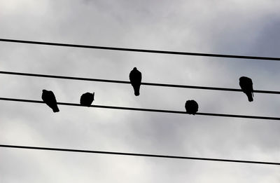 Low angle view of birds perching on cable