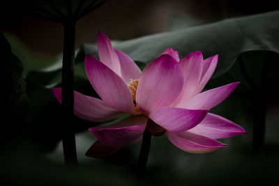 Close-up of pink water lily