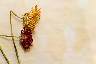 Close-up of wilted flower on table