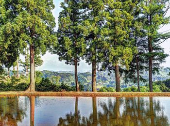 Trees by lake in forest against sky