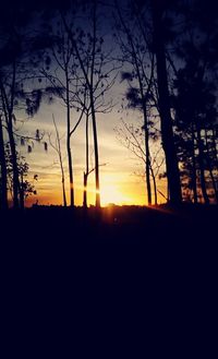 Silhouette of trees at sunset