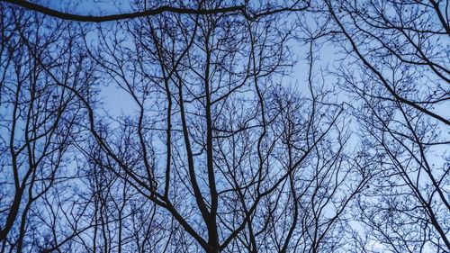 Low angle view of bare trees against sky