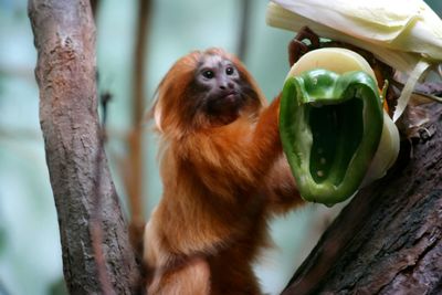 Golden lion tamarin by green bell pepper on tree at zoo