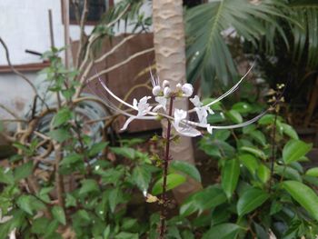 Close-up of white flowering plant