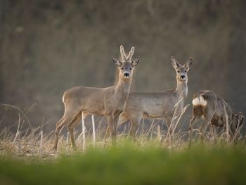 Deer standing on field