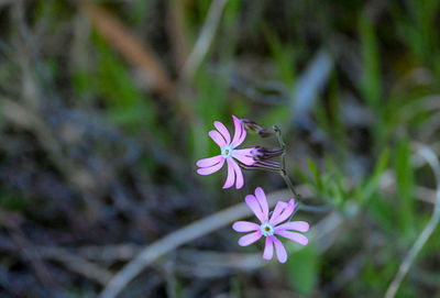 Close-up of purple flowering plant