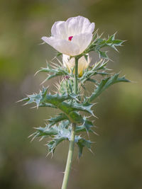 Close-up of white flowering plant