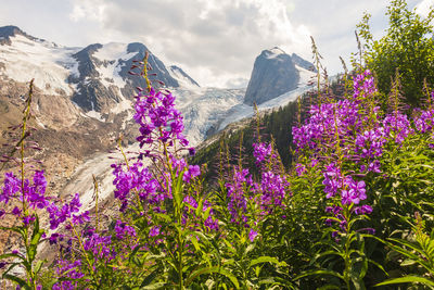 Fireweed and the houndstooth spire, bugaboo provincial park