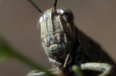 Close-up of insect on plant