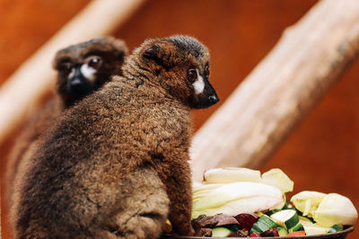 Close-up of baby sitting on wood